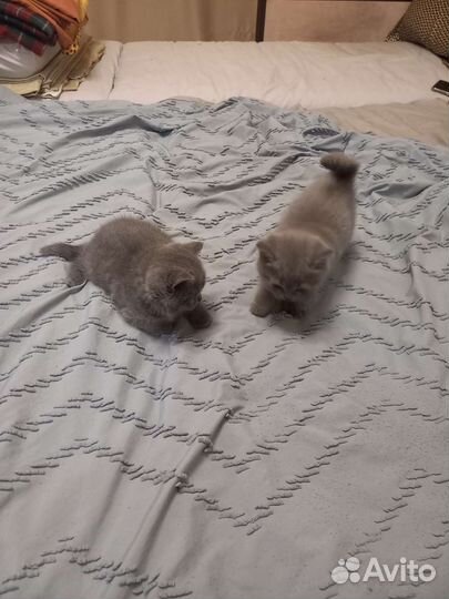 Британская кошка