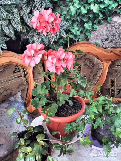 Пеларгония герань в горшке