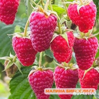 Самая крупная малина