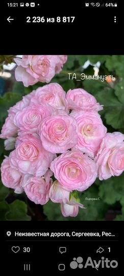 Сортовые пеларгонии