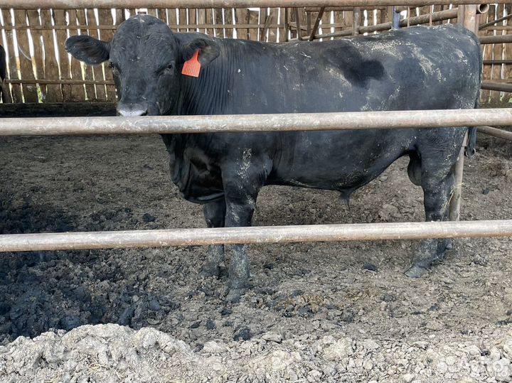 Абердин ангус бычки