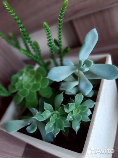 Эхиверия суккуленты