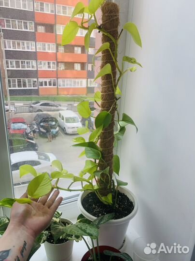 Сциндапсус неон