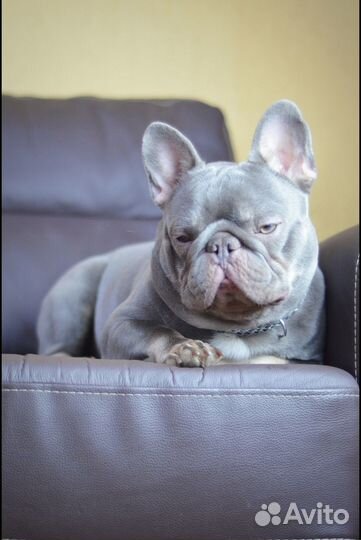 Вязка/Щенки. Лилак тан с шоколадом 