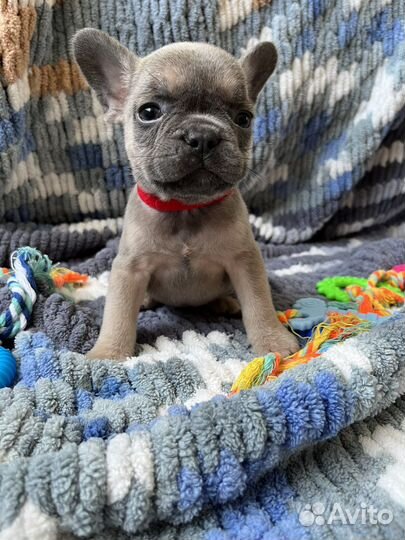 Французский бульдог щенки