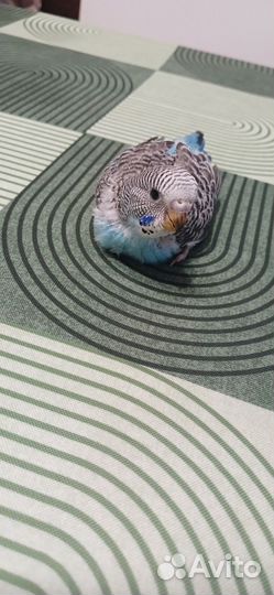 Птенец волнистый попугай. Самец