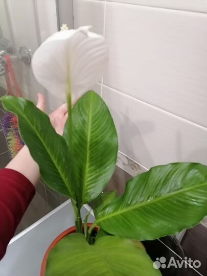 Цветок женское счастье