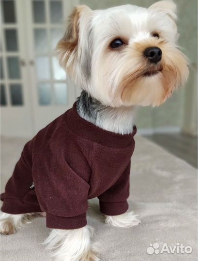 Толстовка для собак мелких пород