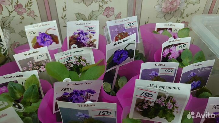 Сортовые фиалки мини