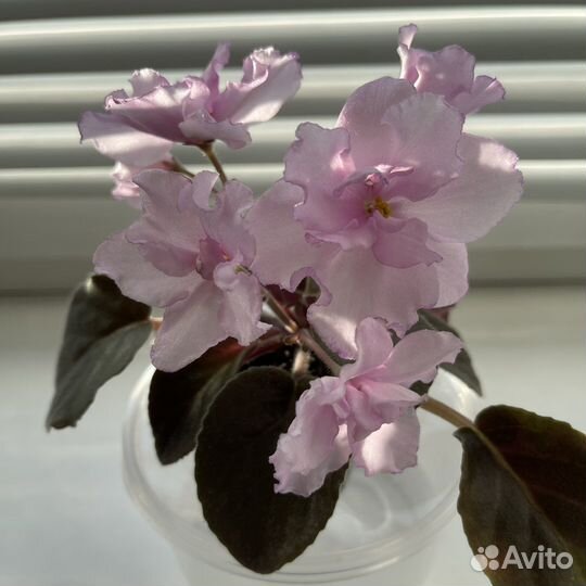 Сортовые фиалки