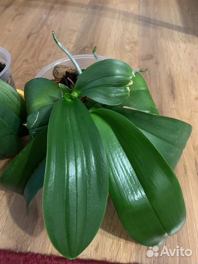 Орхидея фаленопсис