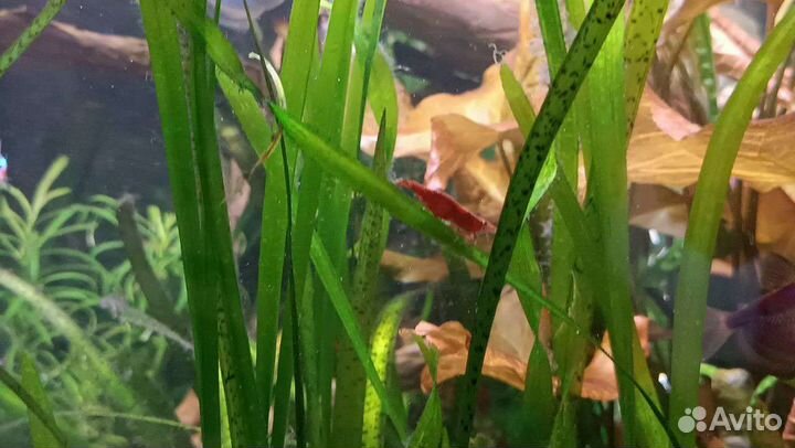 Креветки вишня