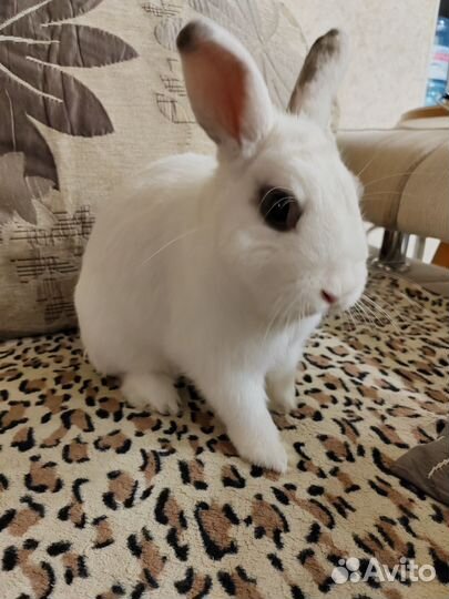 Кролик для вязки