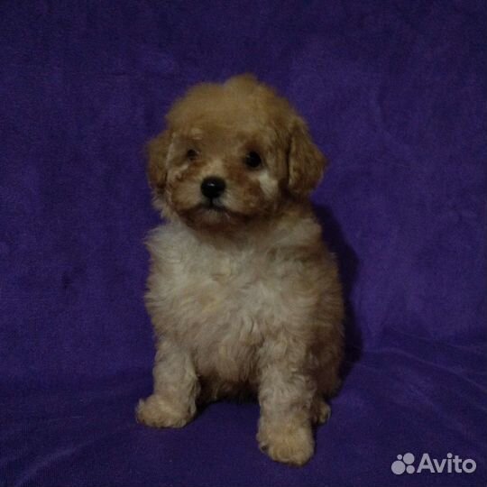 Той пудельки