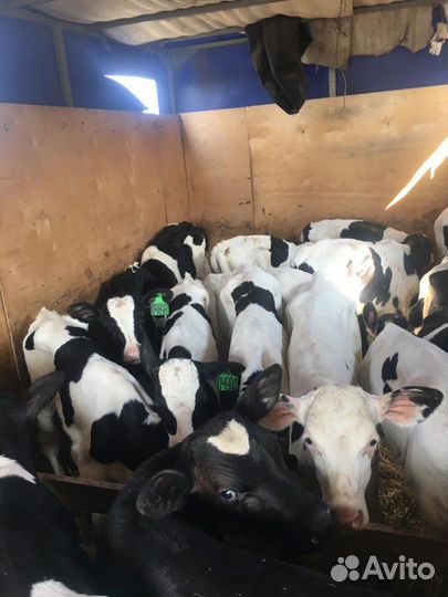 Бычки и телочки 1-2-3 месяца