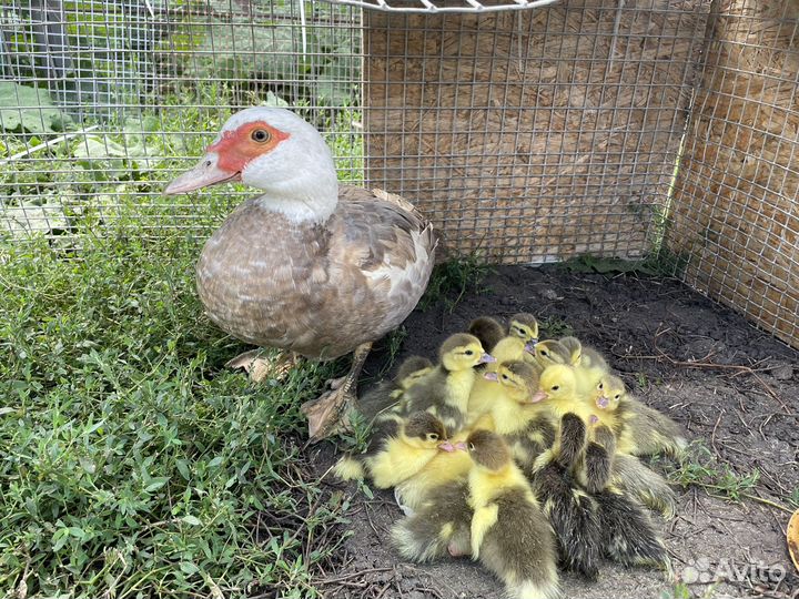 Индоутята+утка бесплатно