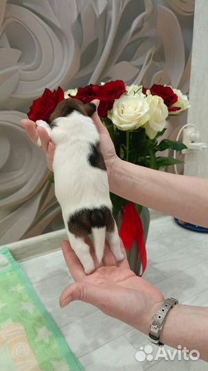 Джек рассел щенки