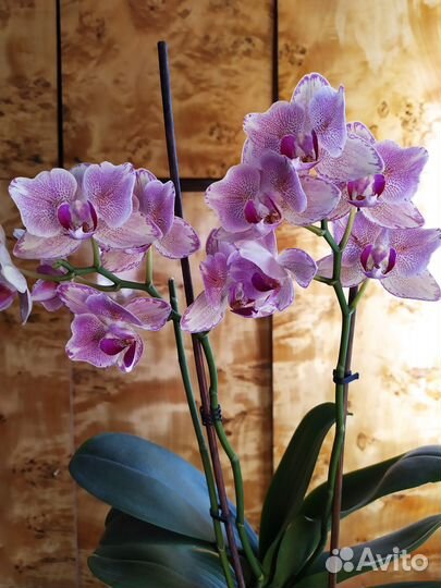 Орхидея фаленопсис