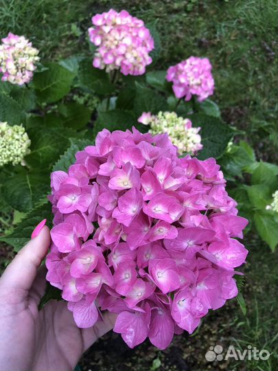 Гортензия крупнолистная