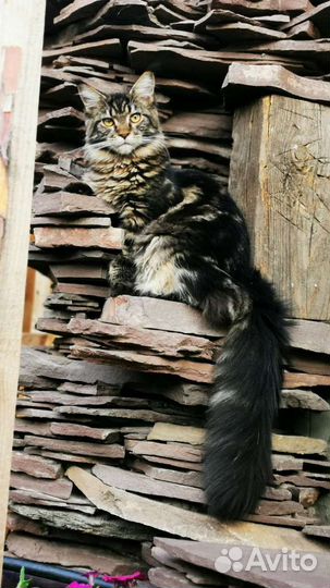 Котята мейн-кун
