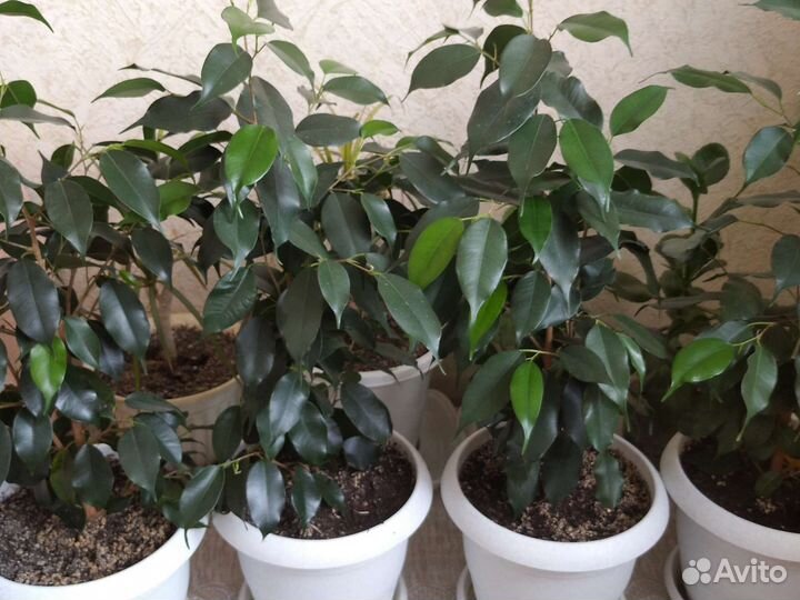 Цветы фикус Бенджамина