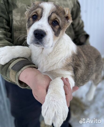 Щенки сао алабай