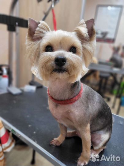 Стрижка собак/ кошек (груминг)