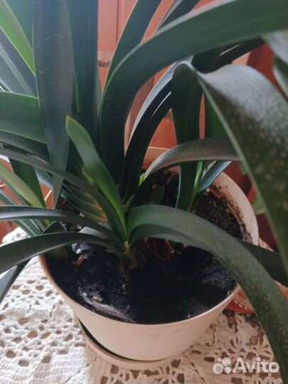 Кливия красная