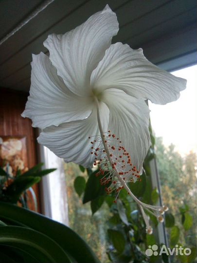 Гибискусы разные