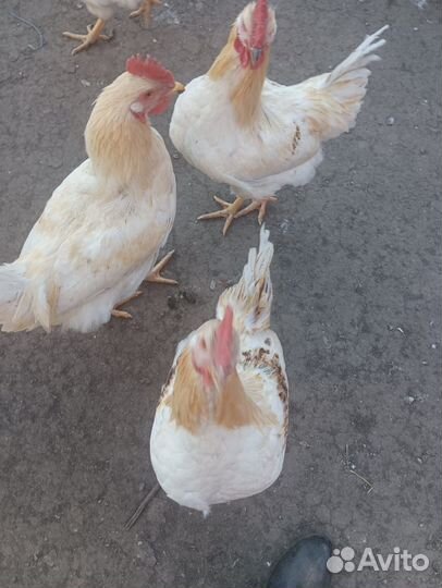 Продам петухов