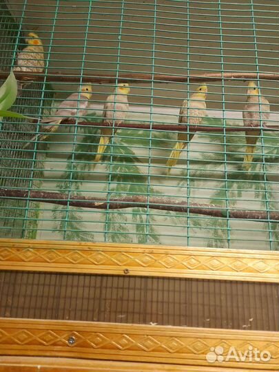 Продажа птенцов корелла