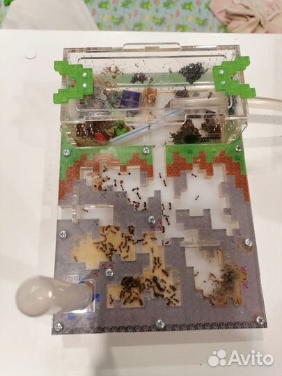 Муравьиная ферма Antcraft с муравьями