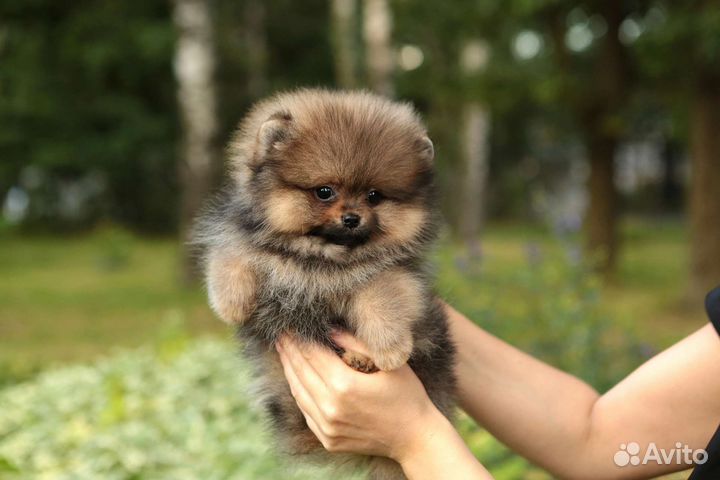 Померанский шпиц мини щенок
