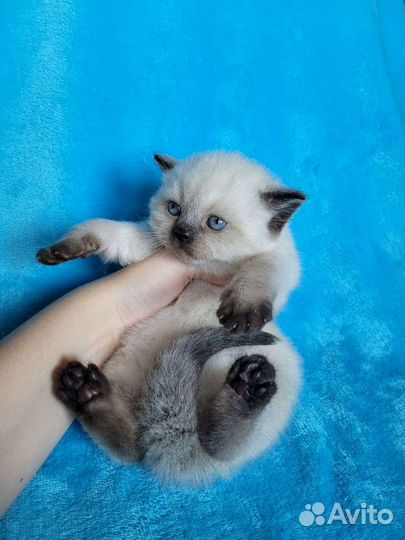 Шотландские котята малыши