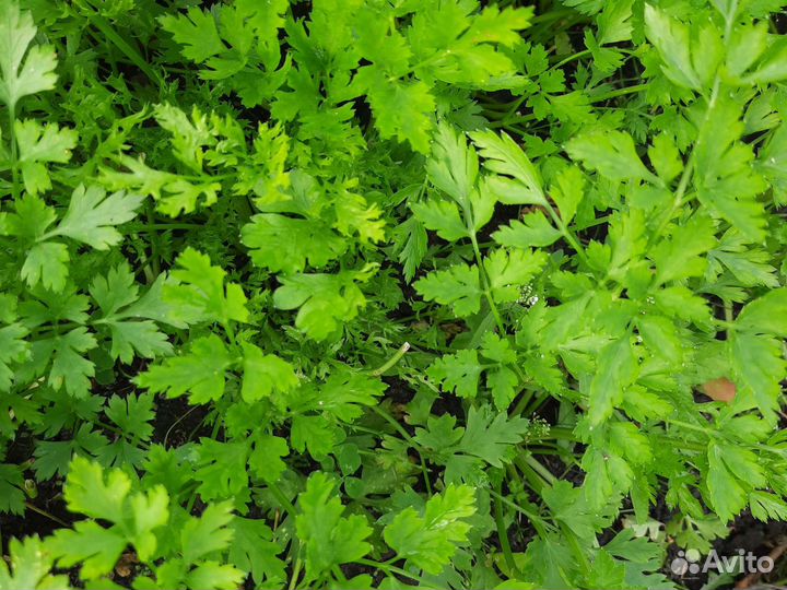 Чеснок, Тыква, Лук, Петрушка