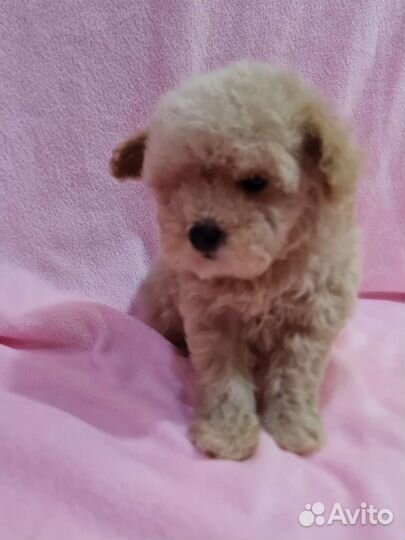 Той-пудель девочки