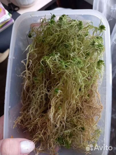 Мох сфагнум живой