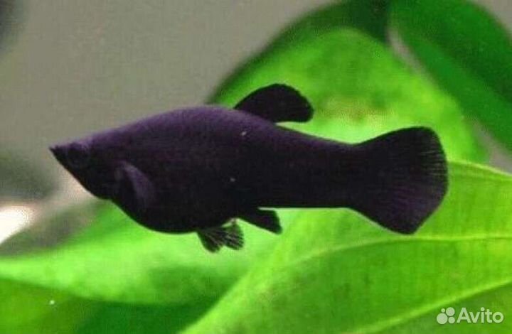 Моллинезия