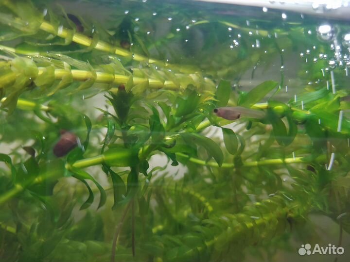 Улитки катушки