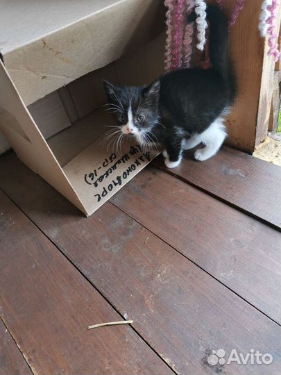 Котята в добрые руки