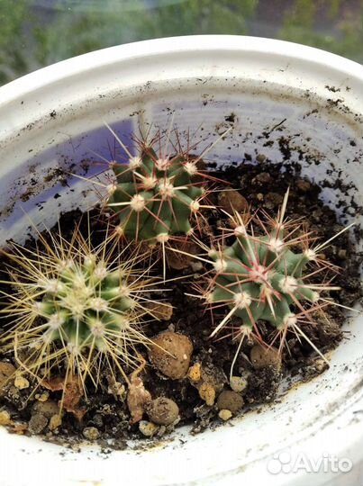 Кактусы из семян