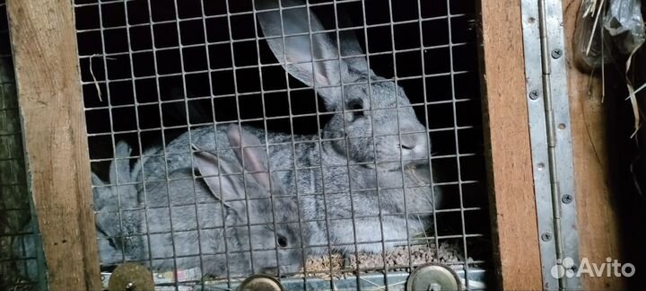 Кролики бельгийский великан