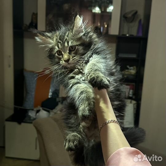 Котята Мэйн-кун