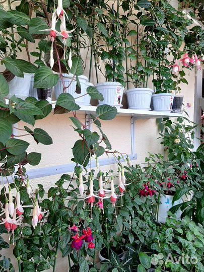 Бриллантазия и др. цветы