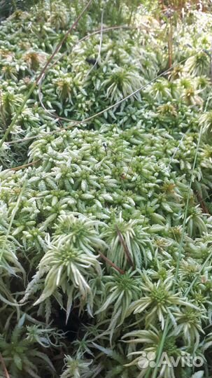 Мох Сфагнум свежий и сухой