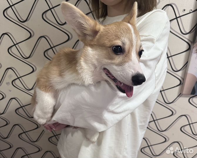 Вельш-корги пемброк мальчик