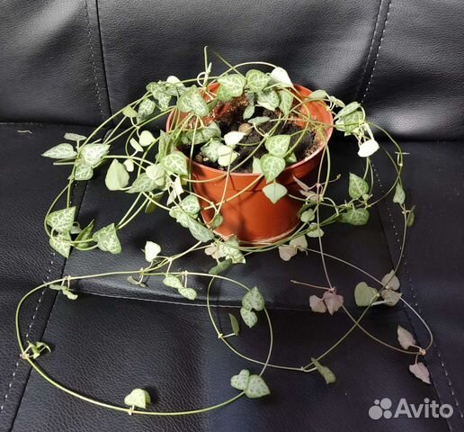 Церопегия Вуда, молочаи, кактусы, хавортии, алоэ