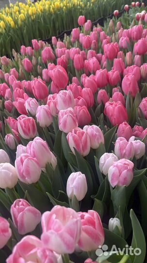 Продам тюльпаны