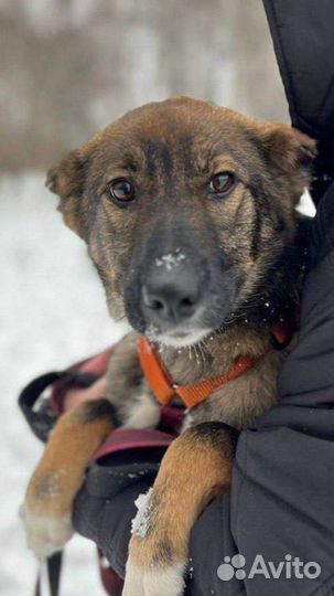 Щенок Тиша ищет маму