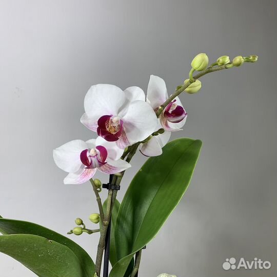 Орхидея фаленопсис